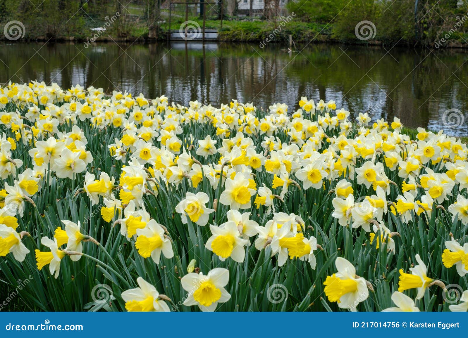 A Large Flower Bed with Yellow Daffodils Stock Photo Image of flowers