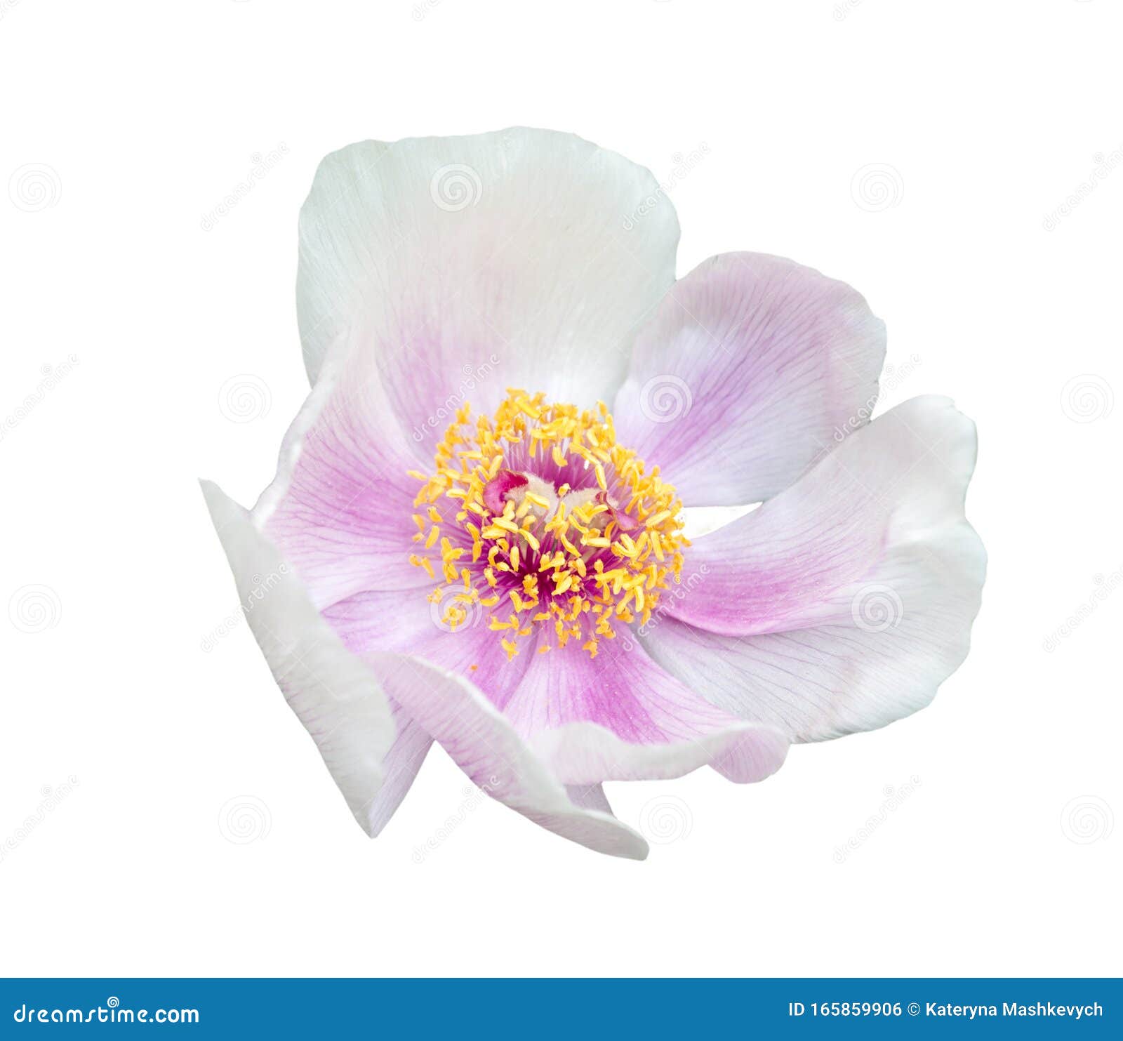 Large Flower Of White Pink Tree Peony Isolated On White Background 库存照片 图片包括有颜色 植物群 Large Flower Of White Pink Tree Peony Isolated On White Background 库存照片 图片包括有颜色 植物群