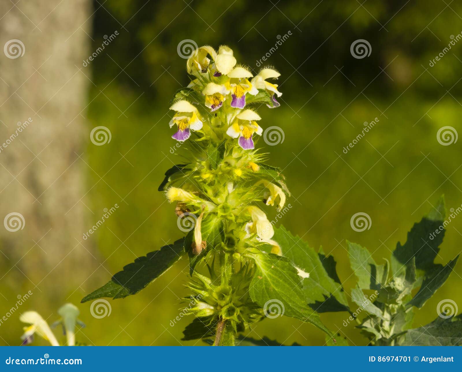 large-flowered hemp-nettle or edmonton hempnettle, galeopsis speciosa, plant with flowers on bokeh background