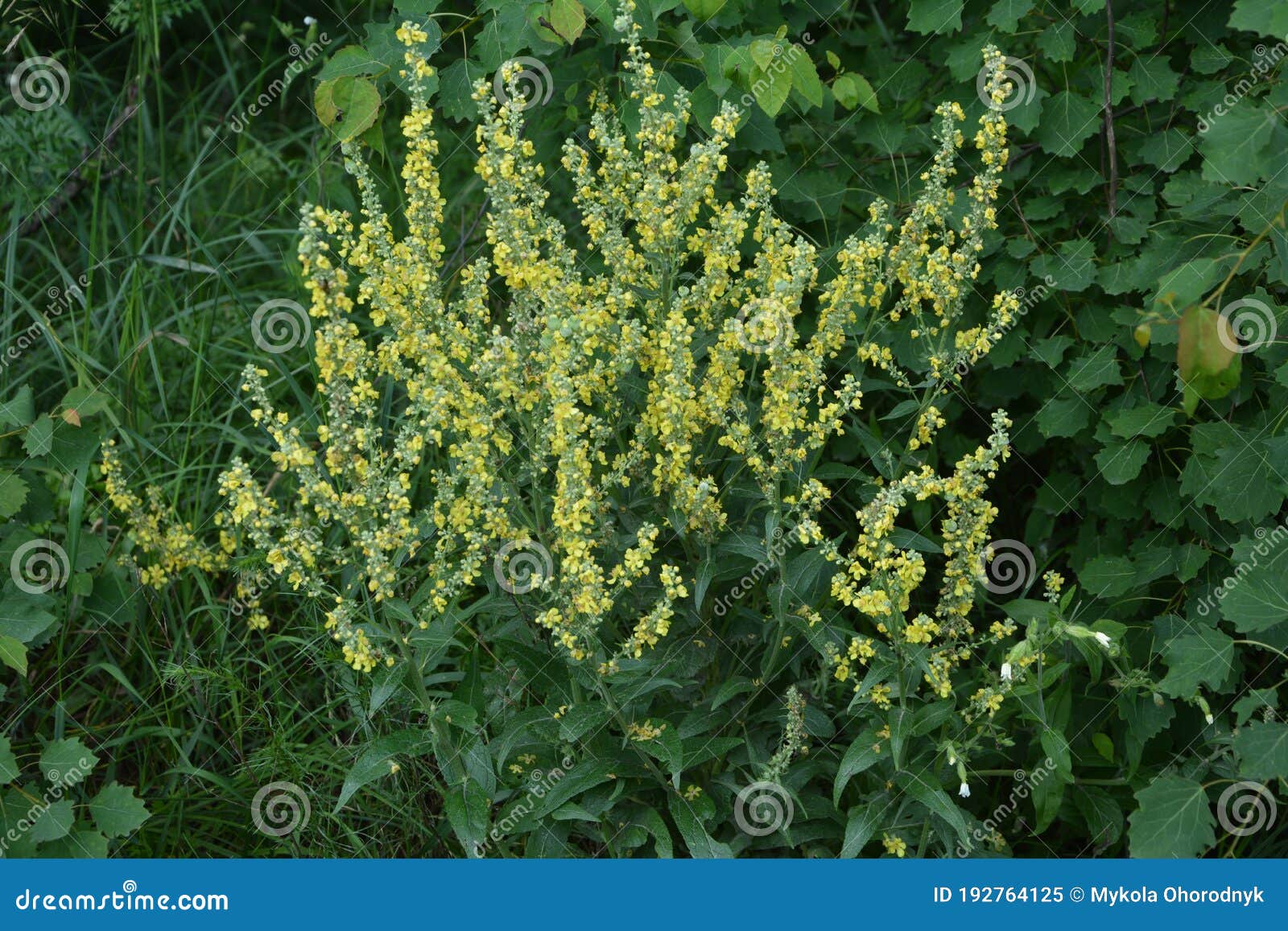 in the summer, mullein verbascum blooms in the wild