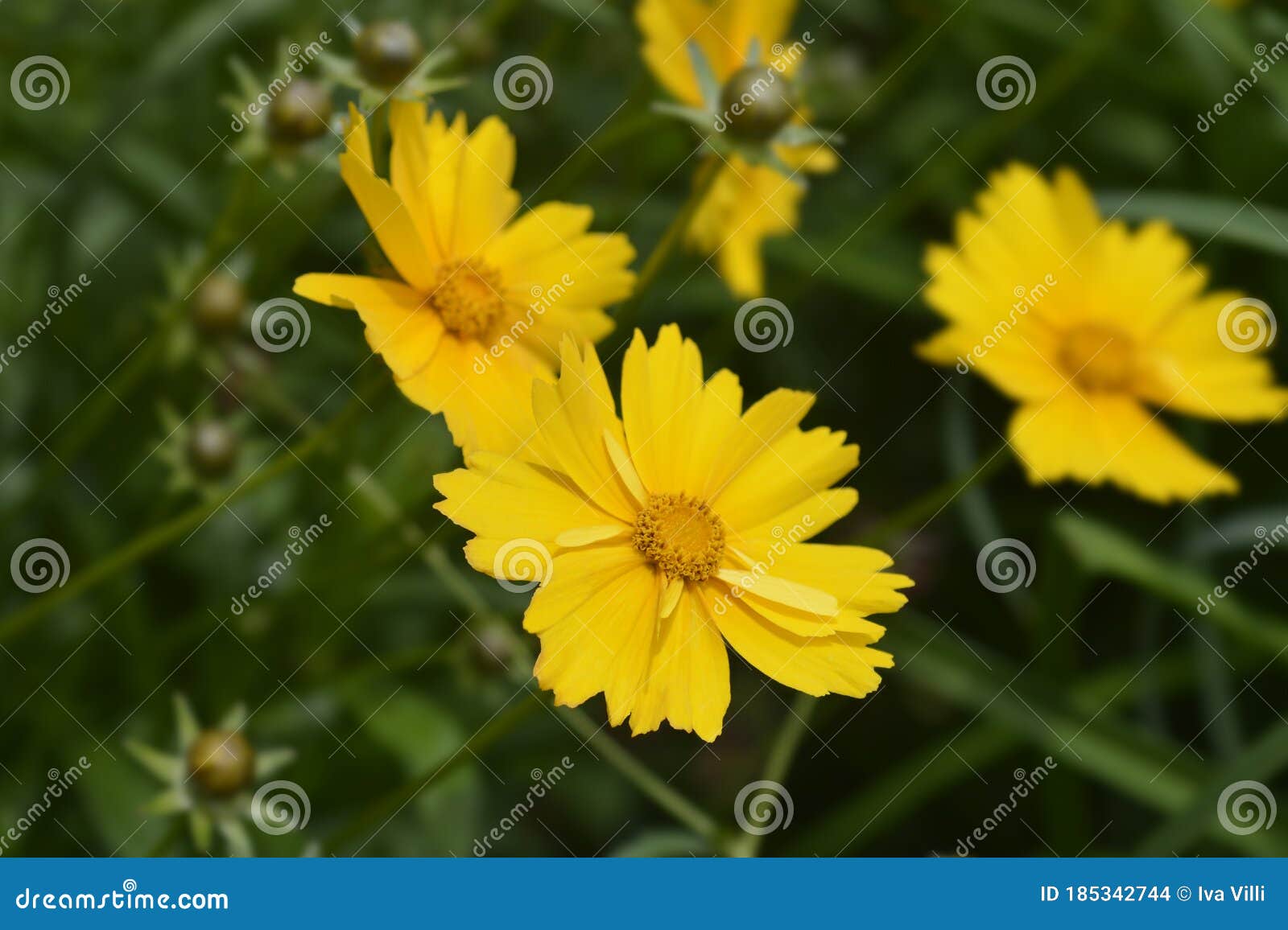 Large Flowered Tickseed Sonnenkind Stock Photo Image Of Baby Gold 185342744