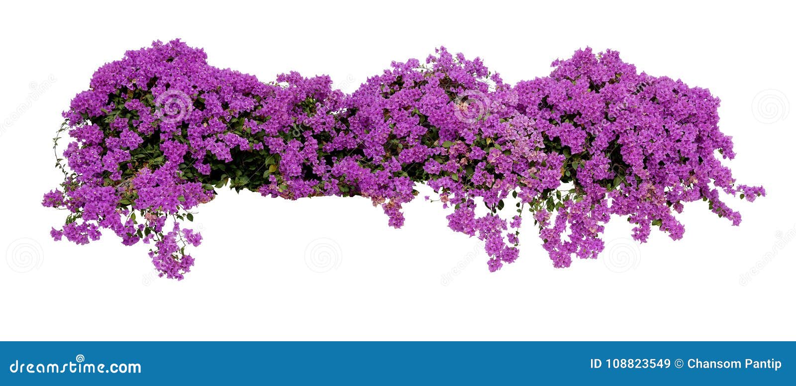 large flowering spreading shrub of purple bougainvillea tropical