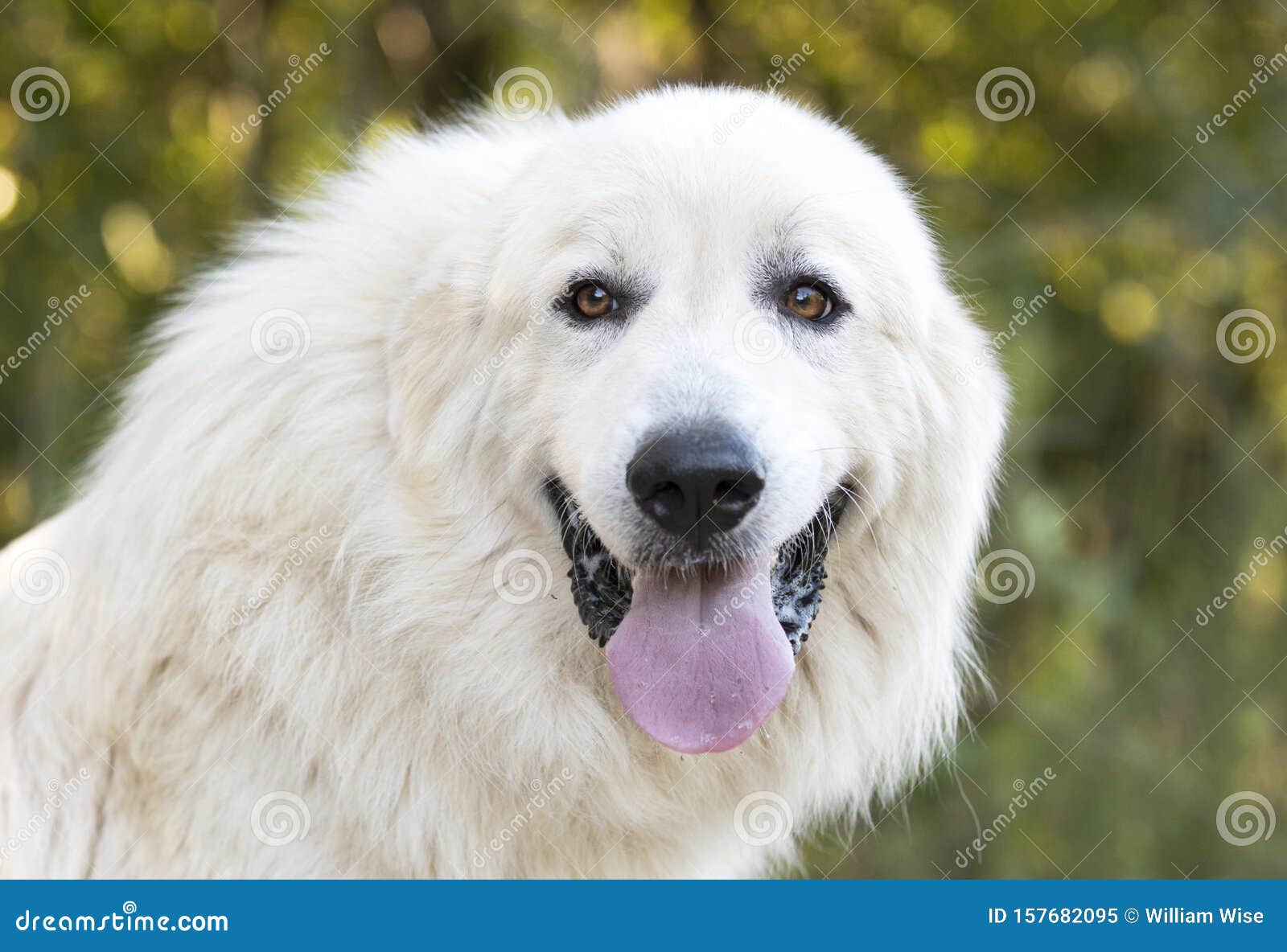 Large Fluffy White Long Hair Great Pyrenees Dog Panting Stock Image - Image  of mountain, laying: 157682095