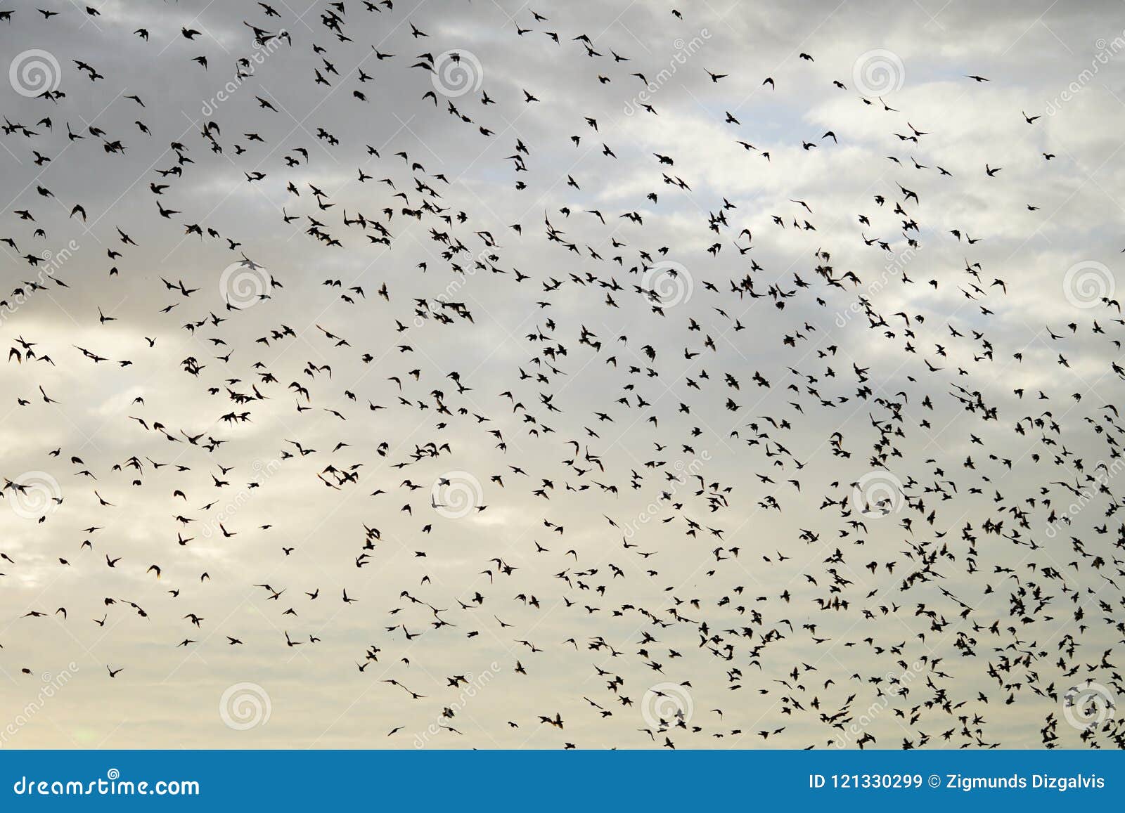 large flying flack of blackbirds thrustle