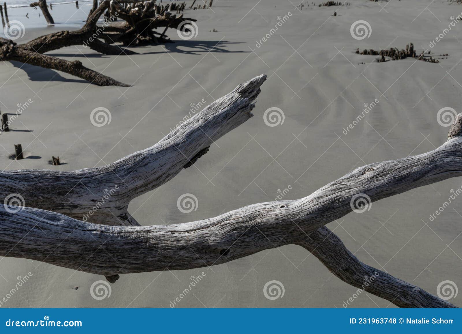 Large Foreground Pieces of Driftwood with Wet Sand Behind, More