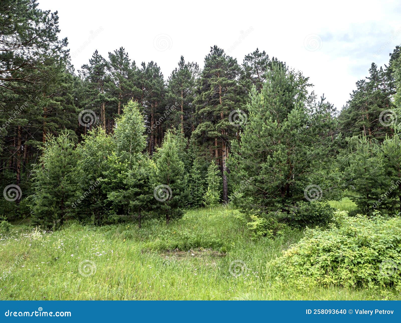 Green Clean Large Forest Clearing in Summer Stock Photo Image of land