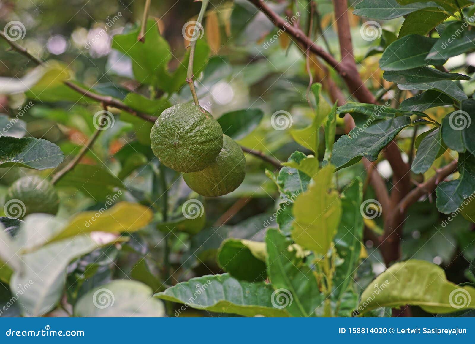 A Large Fragrant Citrus Fruit with a Thick Rind Stock Photo Image of