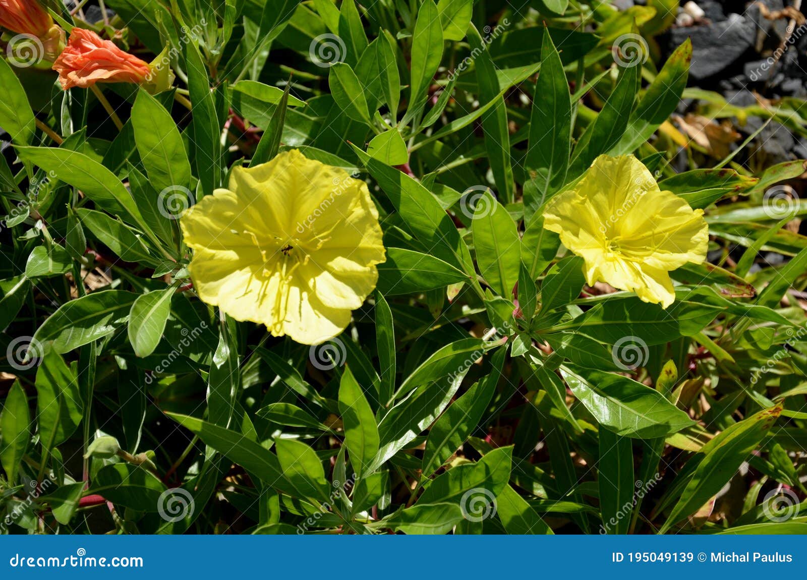the large-fruited evening primrose will captivate you and attract you with its bright, yellow flowers, which open in the early