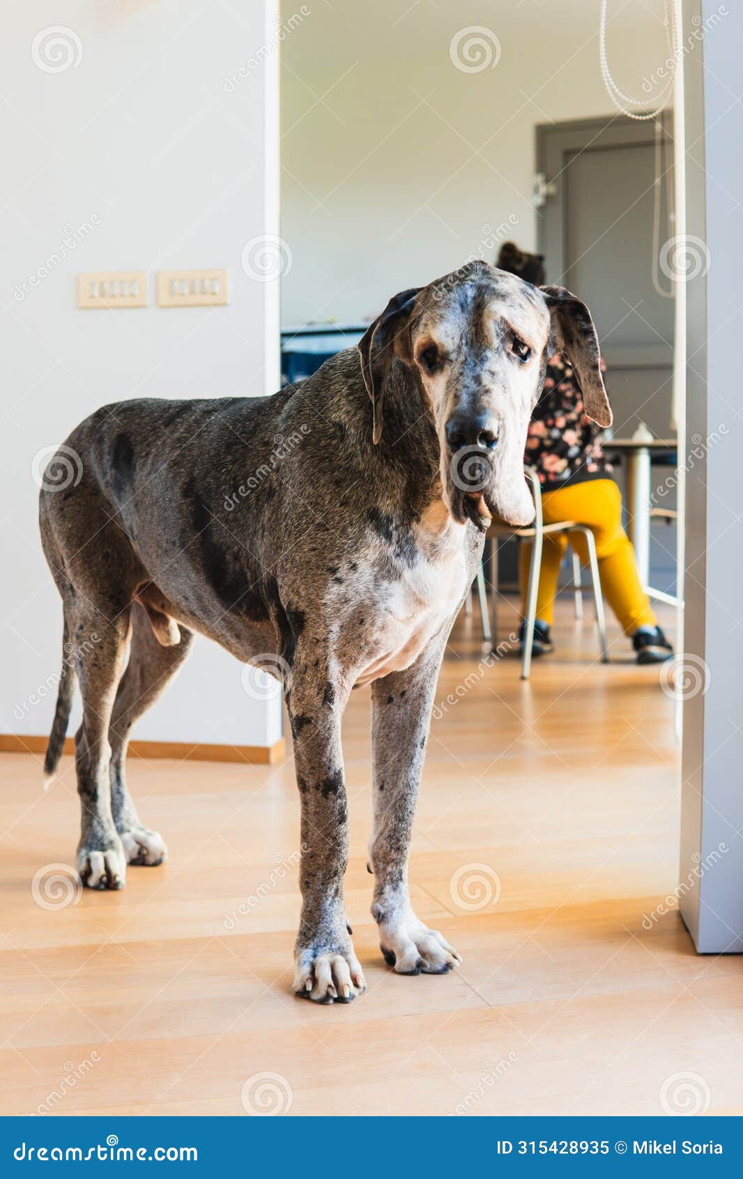a large giant dog of 80 kilos is standing with a sad face and droopy eyes in front of a table with a person sitting at it