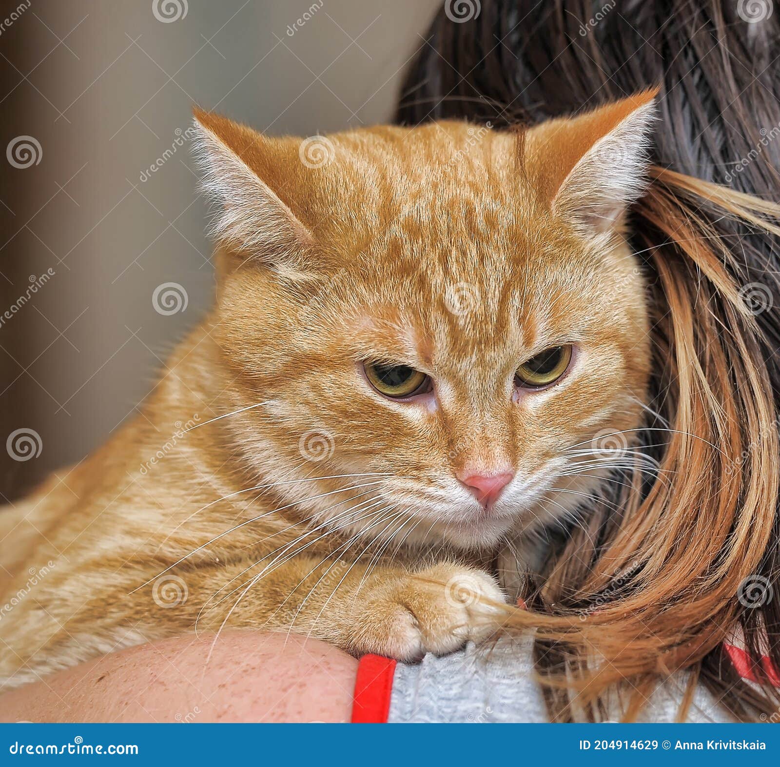 Large Ginger Male Tomcat Cat Tabby Stock Photo