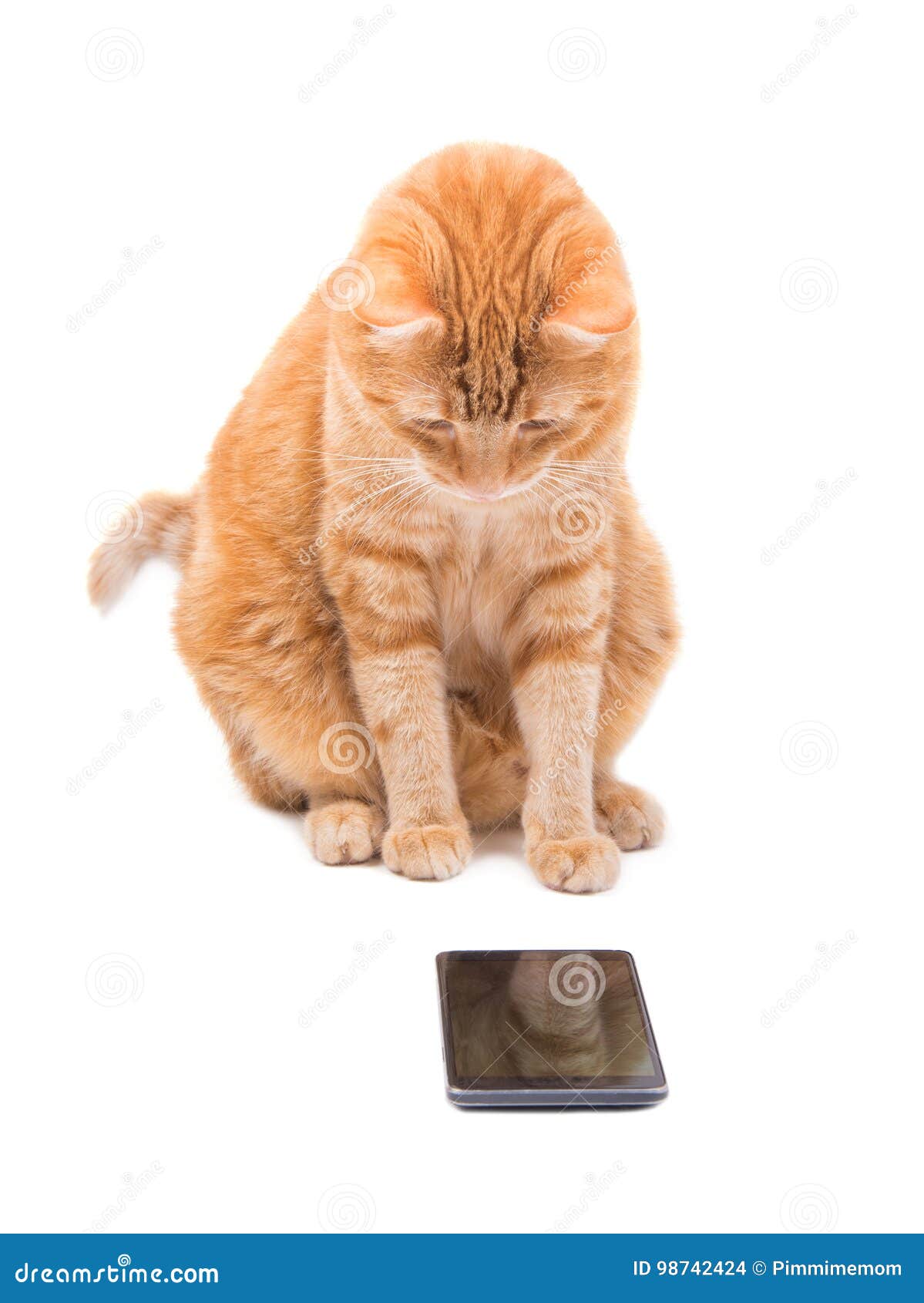Large Ginger Tabby Cat Staring at a Smart Phone Stock Photo Image of