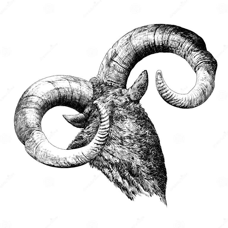 Large Goat Horns Screwed Shape from Back Stock Vector Illustration of