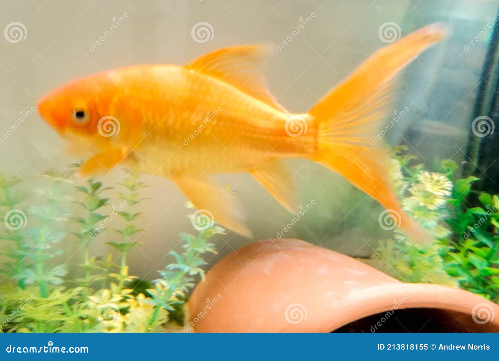 Large Goldfish Pet stock image. Image of swimming, family - 213818155