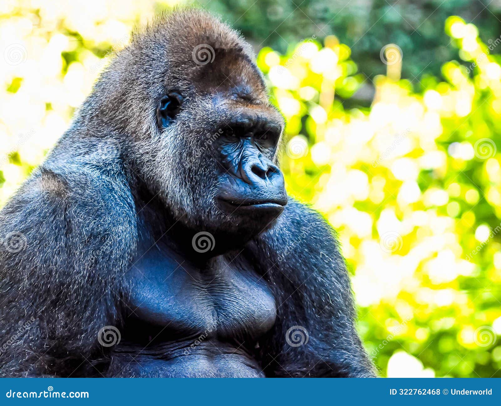A Large Gorilla is Sitting in a Lush Green Forest Stock Photo - Image of  animal, africa: 322762468, image size:1600x1298