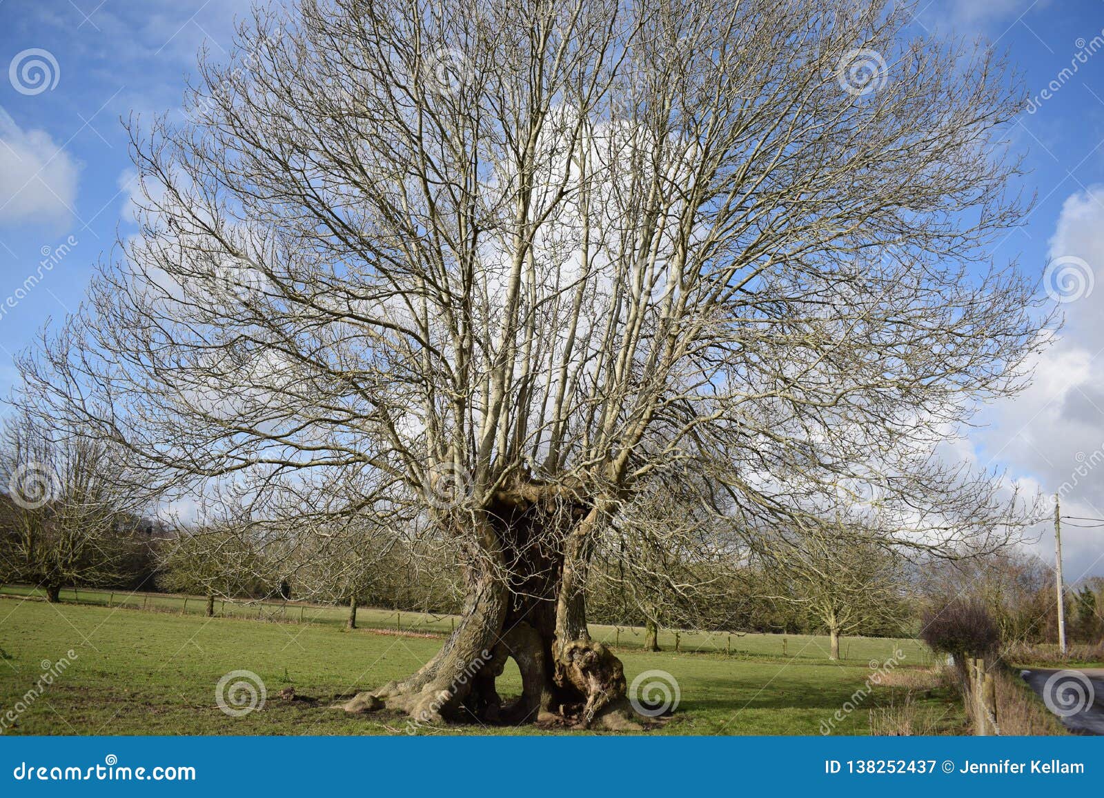 A Large Grand Tree In A Field With A Very Unusual Trunk With A Shape That Looks Like A Fairy Door Against A Cloudy Blue Sky Stock Image Image Of Large A Large Grand Tree In A Field With A Very Unusual Trunk With A Shape That Looks Like A Fairy Door Against A Cloudy Blue Sky Stock Image Image Of Large