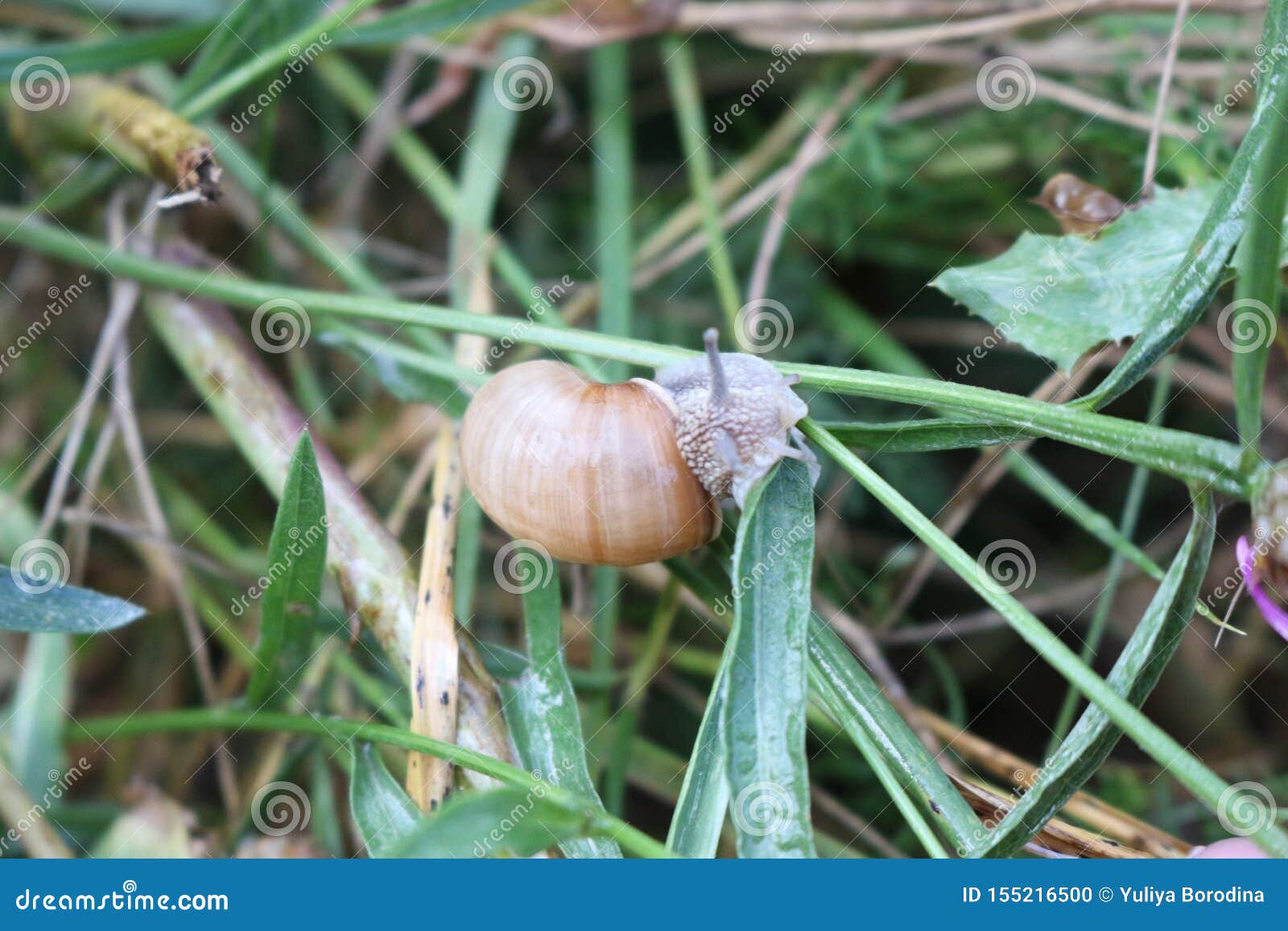 a large grape snail crawls on a plant stem