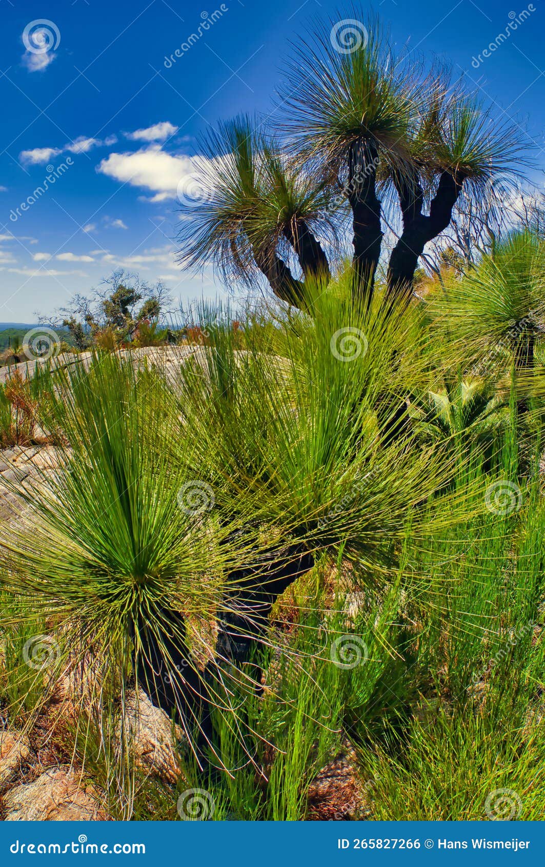 large grass trees (xanthorrhoea sp,) with fire-blackened trunks
