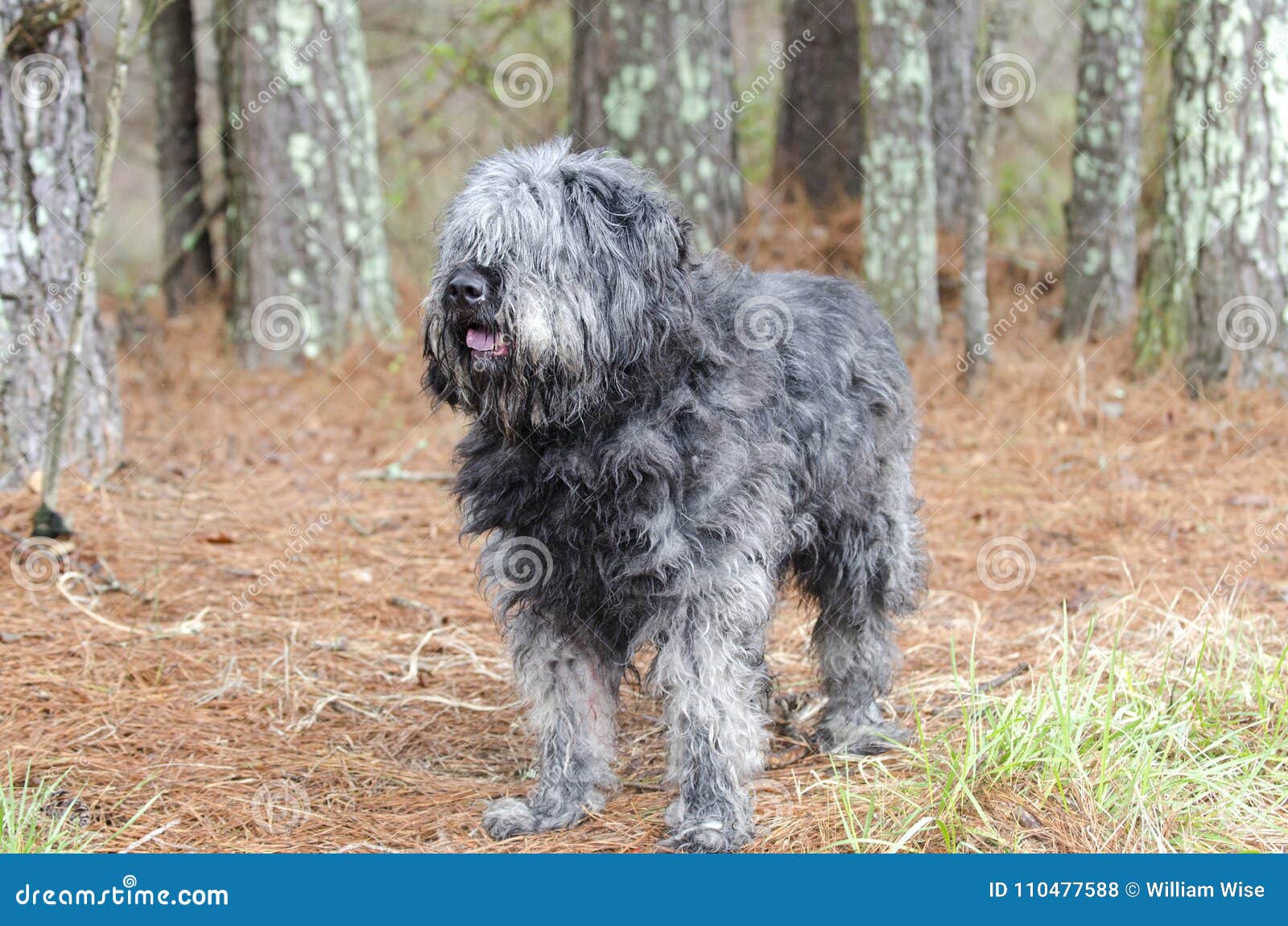 old english sheepdog newfoundland mix