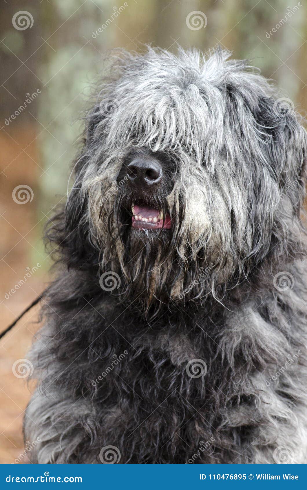 fluffy sheepdog