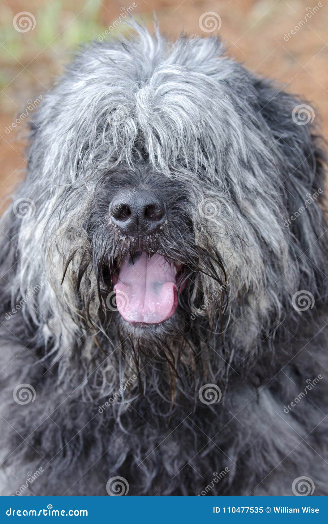 old english sheepdog newfoundland mix