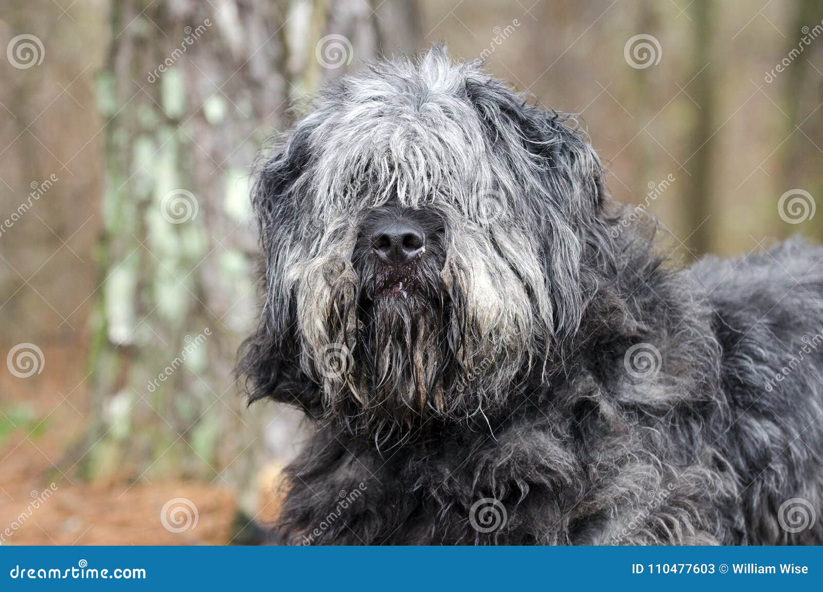 old english sheepdog newfoundland mix