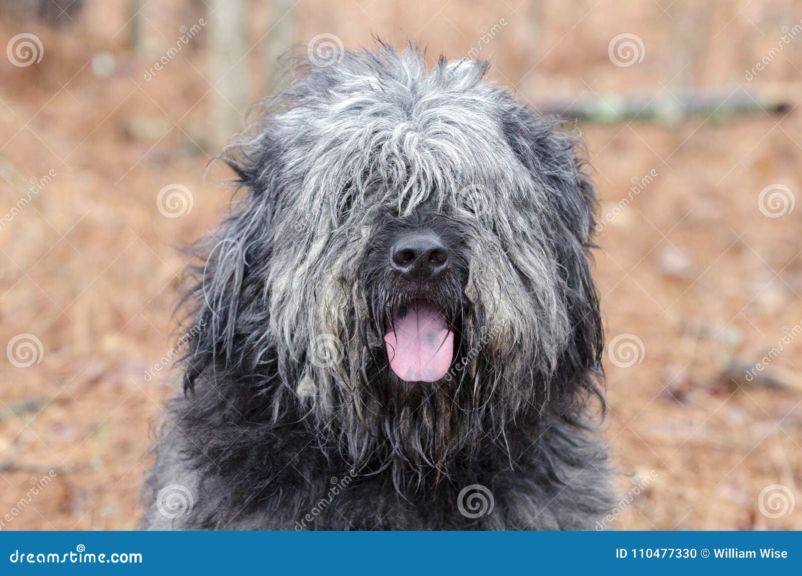 large gray fluffy sheepdog type dog panting tongue