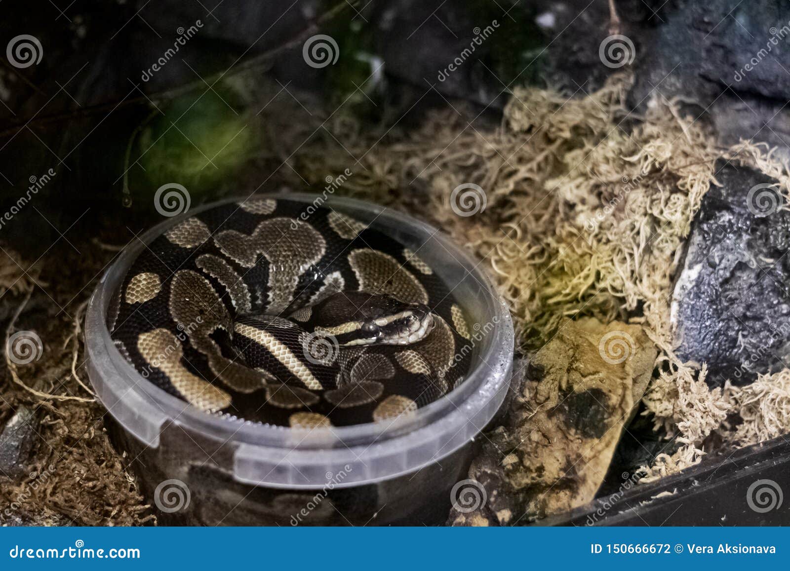 large plastic snake