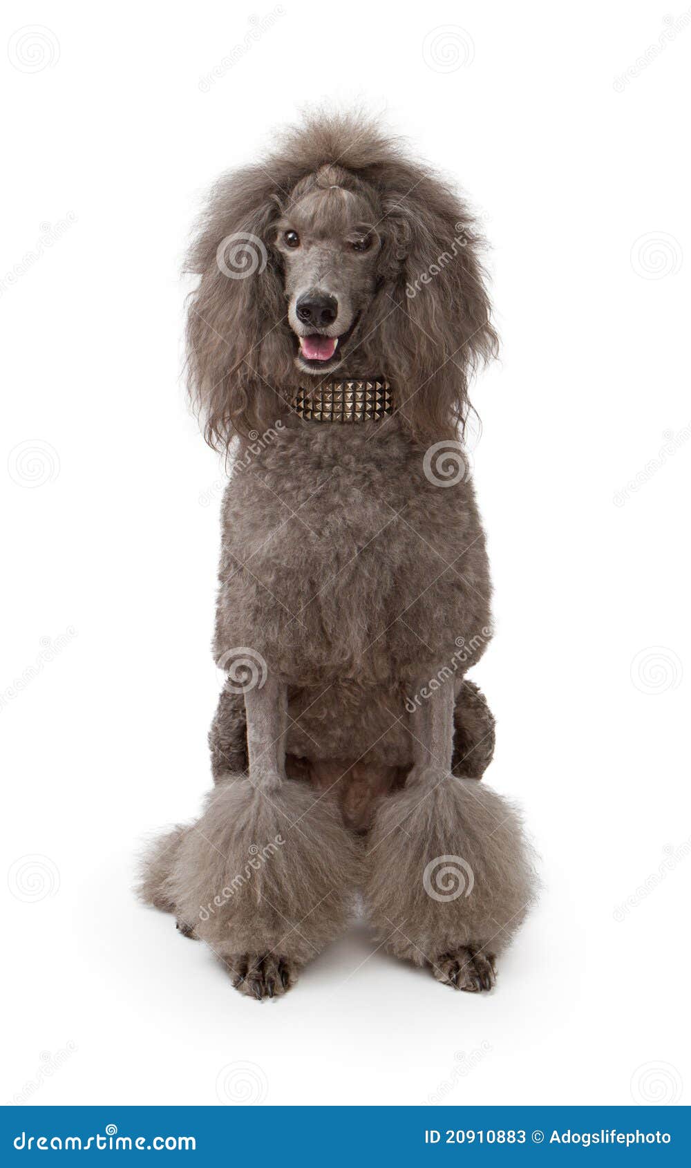 A Large Gray Standard Poodle Dog on White Stock Image Image of