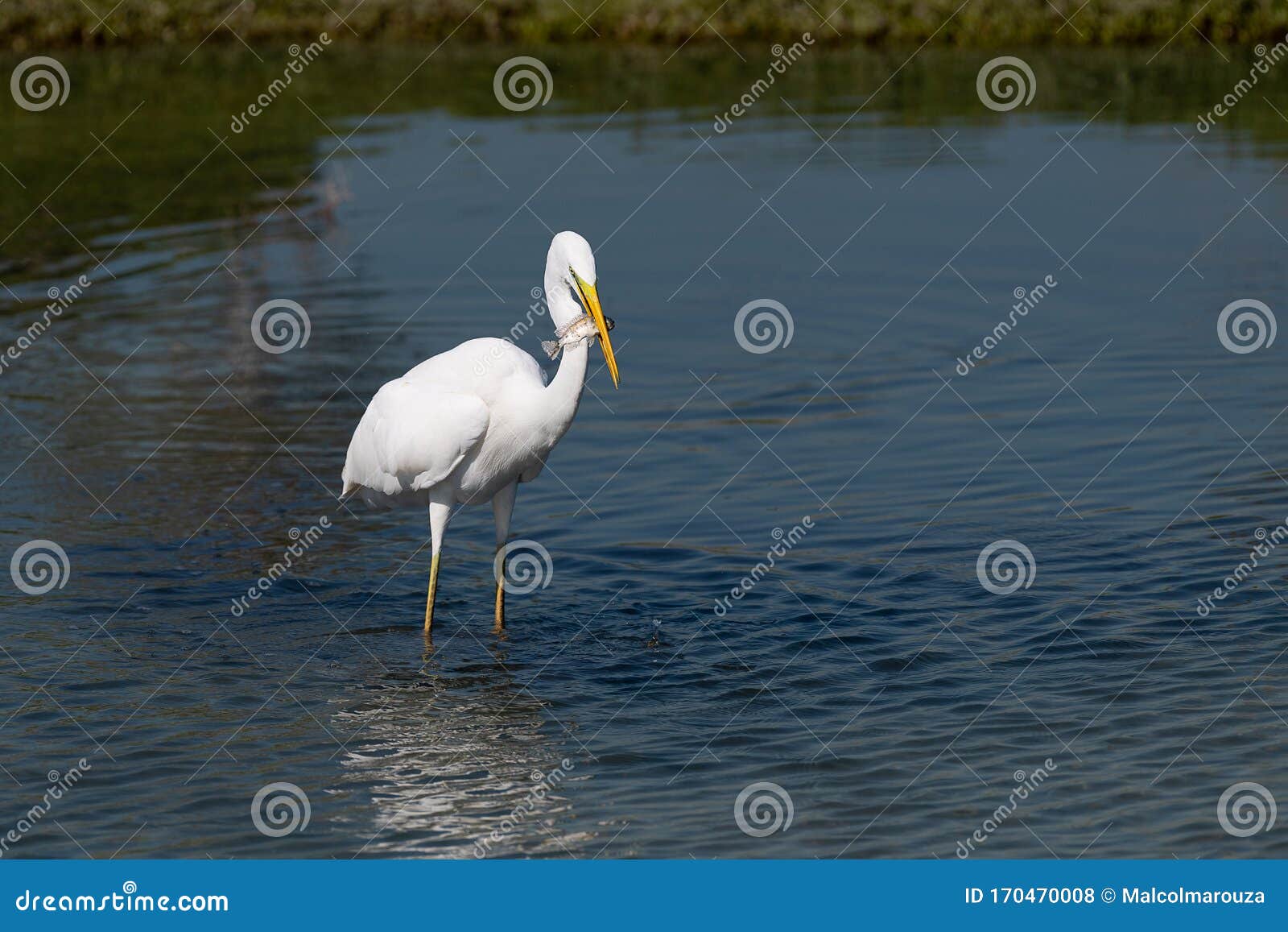 a large great egret ardea alba, with a fresh catch.