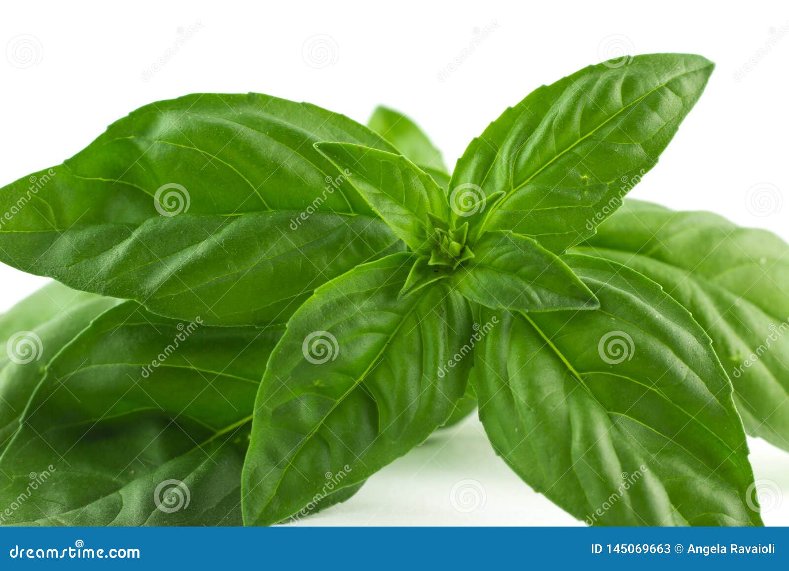 Green Leaf of Basil stock image. Image of herbal, agriculture 145069663