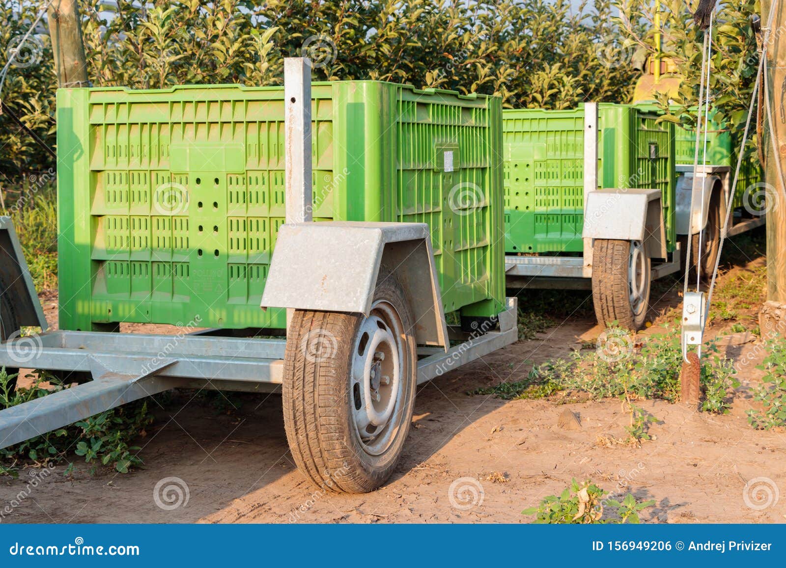 Large Green Boxes on the Trailers in Apple Orchard Stock Photo Image