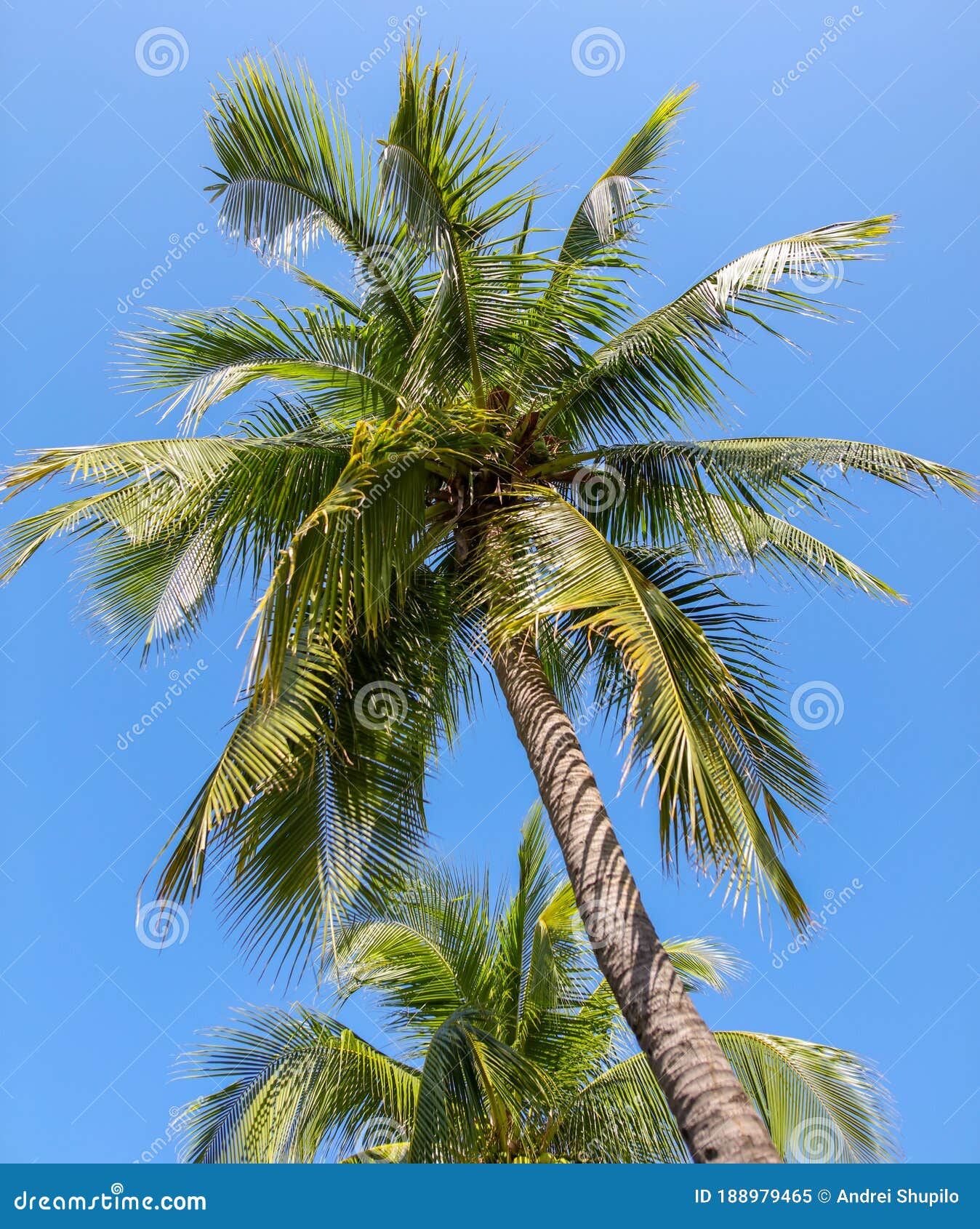 Large Green Branches on Coconut Trees Against the Sky Stock Image ...