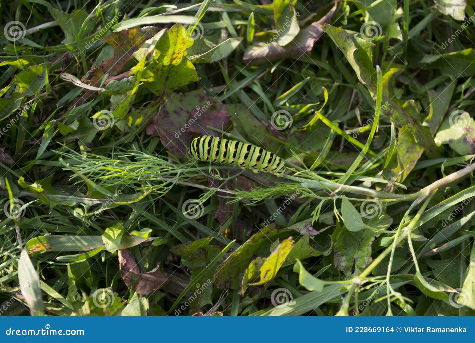 Large Green Caterpillar with Black Stripes and Red Dots Stock Photo