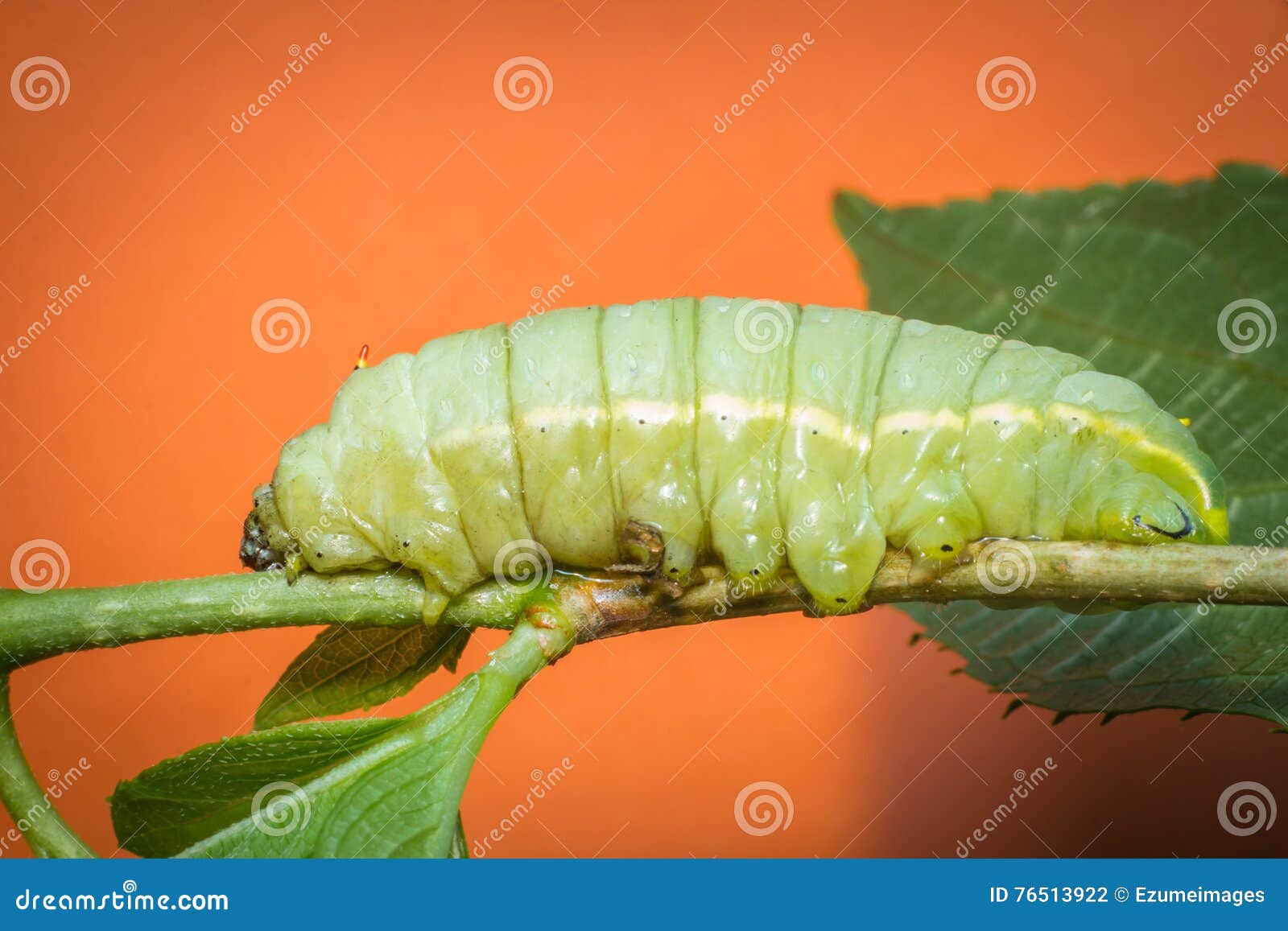 Large Green Caterpillar stock photo. Image of yellow 76513922
