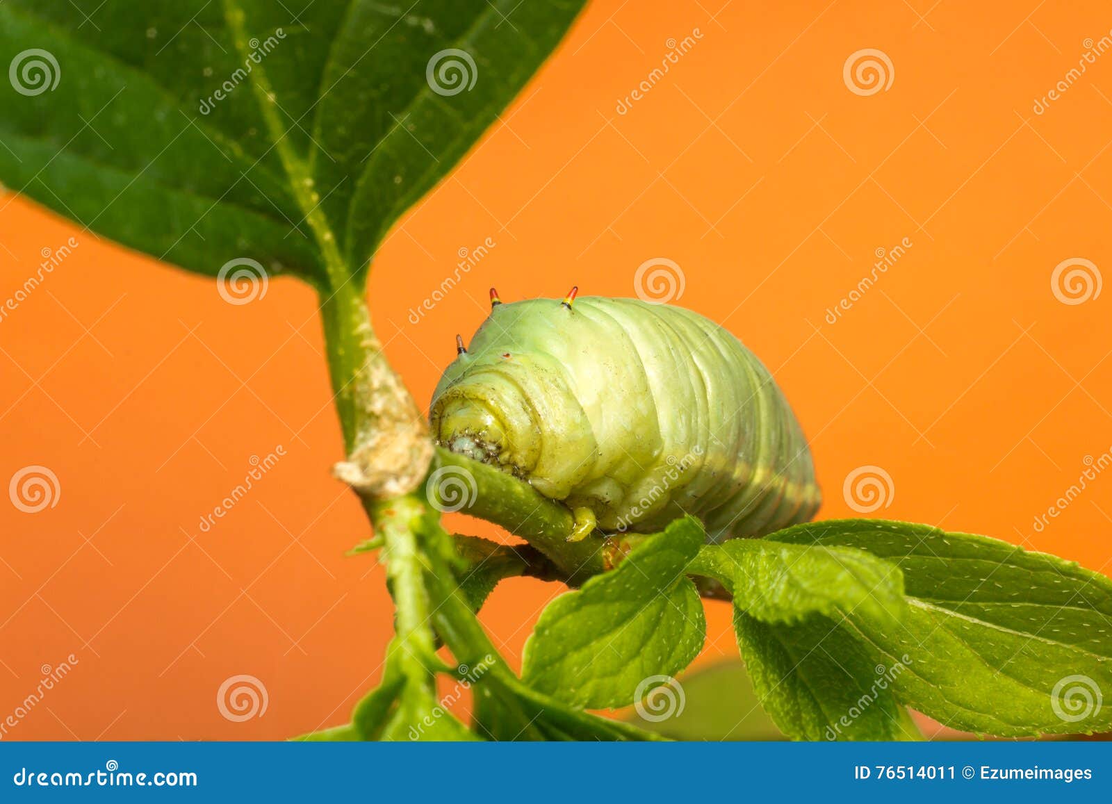 Large Green Caterpillar stock image. Image of branch 76514011