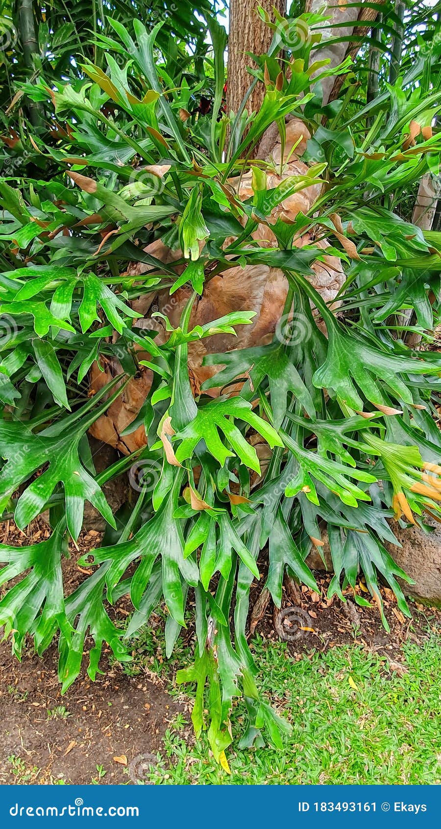 Large green elkhorn fern stock image. Image of growth 183493161