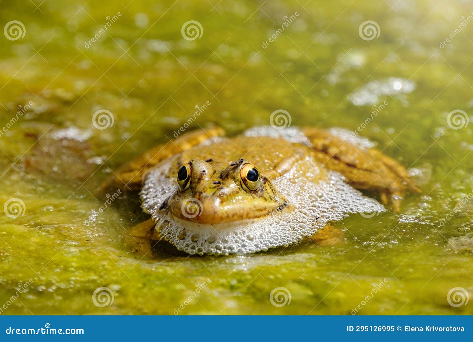 large green frog in a pond in the water with green plants in cactualdea park on gran canaria spain