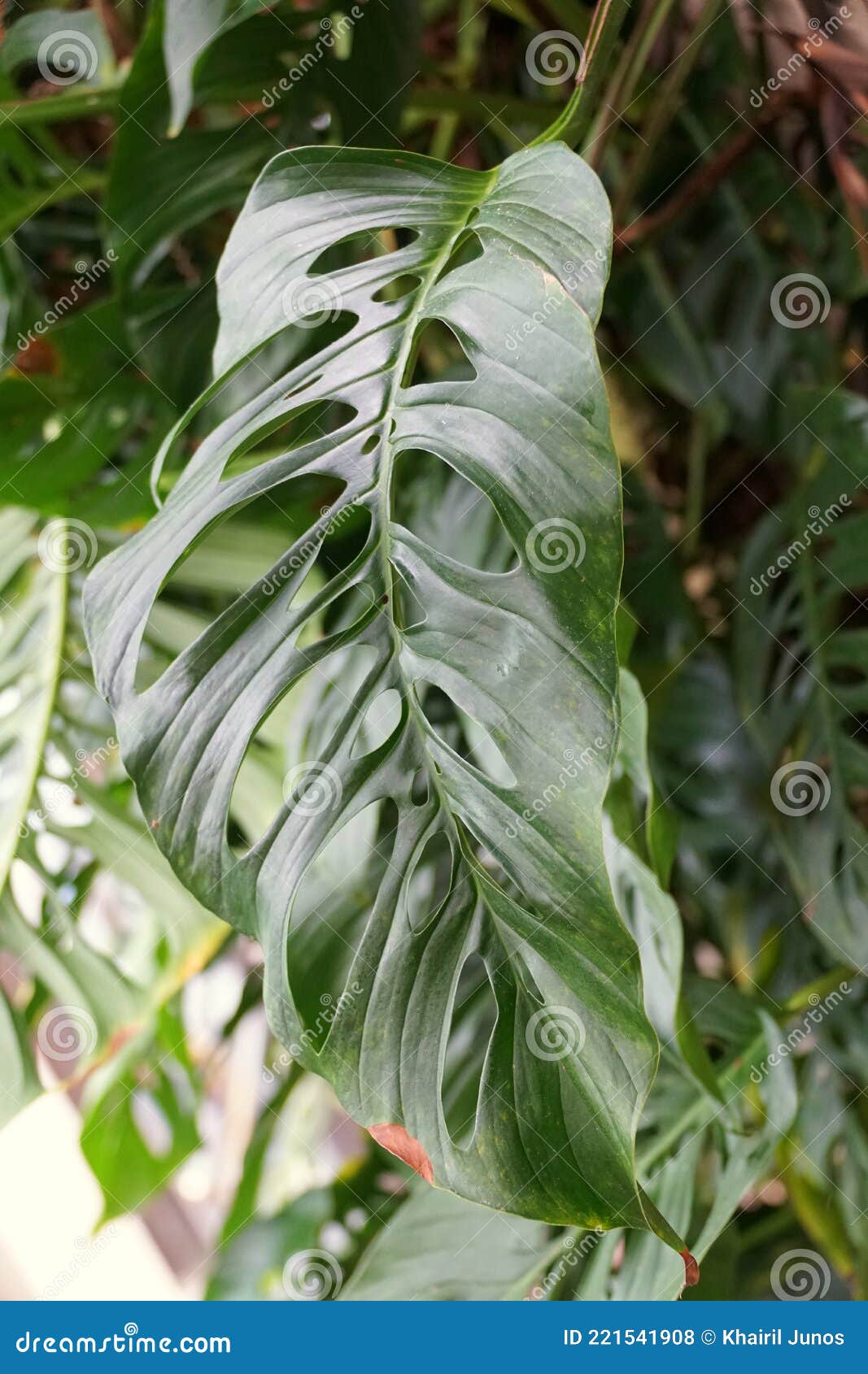 a large green leaf of monstera esqueleto, a climbing tropical plant