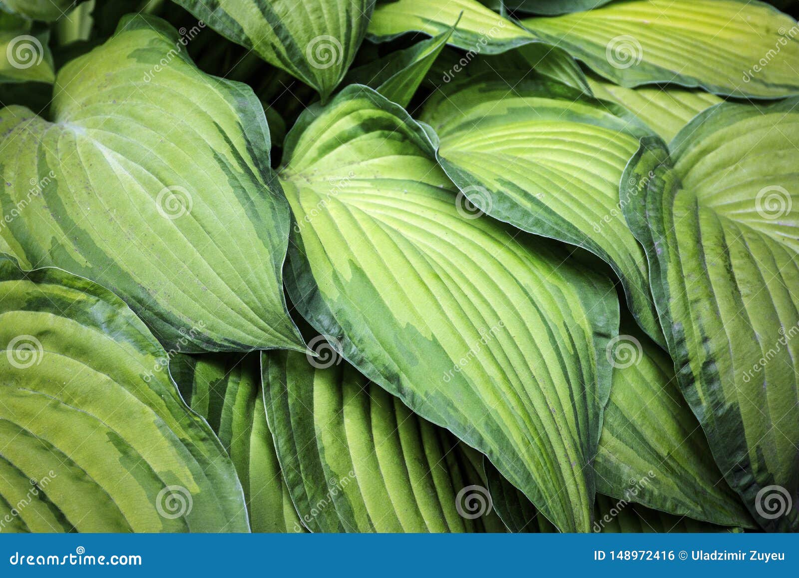 Large Green Leaves Backround Texture And Pattern Of Plants Leaves Flowers Stock Photo Image Of Botany Healthy 148972416