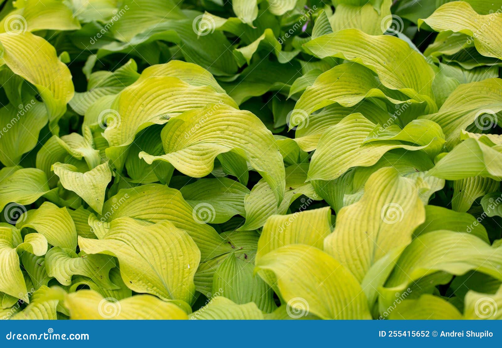 Large Green Leaves on a Herbaceous Plant Stock Photo Image of closeup