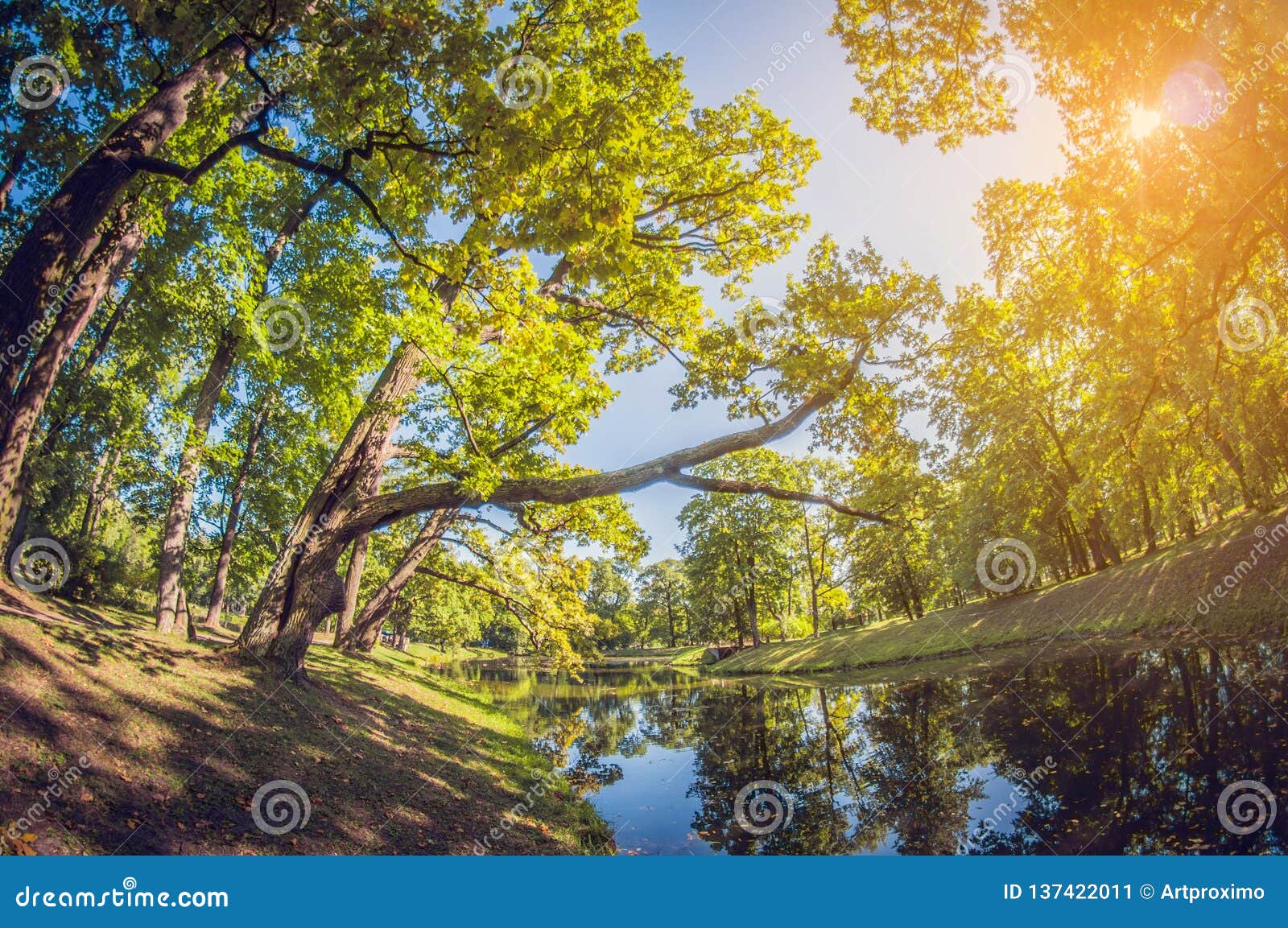 Large Green Oak In Sunlight. Grove In City Park With Pond. Distortion Perspective Fisheye Lens ...