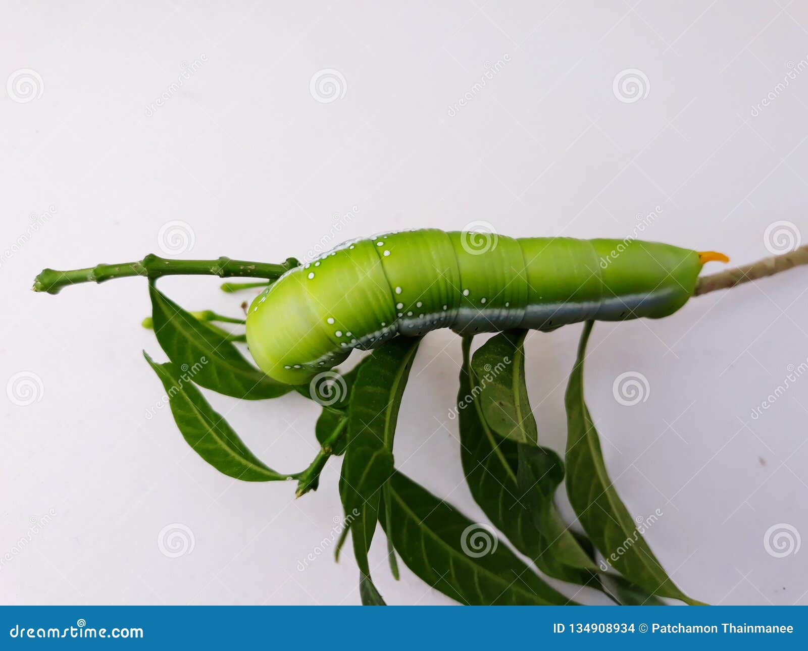 Large Green Worms Eat Leaves, White Background Stock Photo - Image