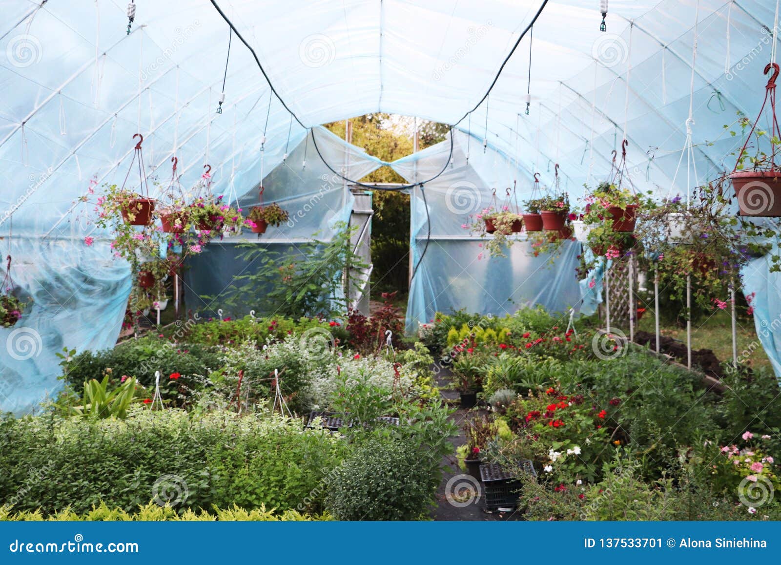Large Greenhouse with Flowers. Beautiful Flowers Stock Image Image of
