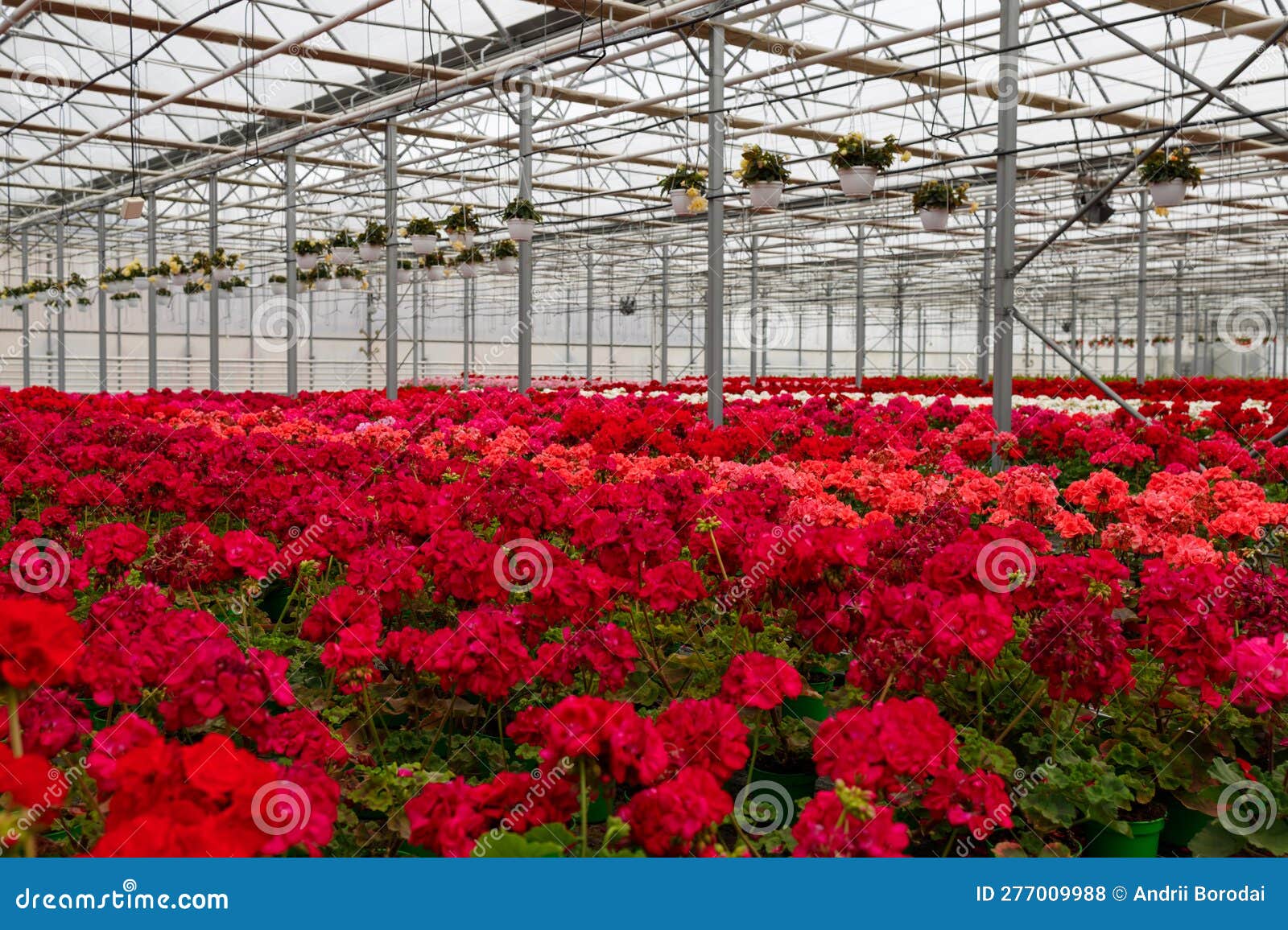 Large Greenhouse with Geranium Flowers. Stock Photo Image of