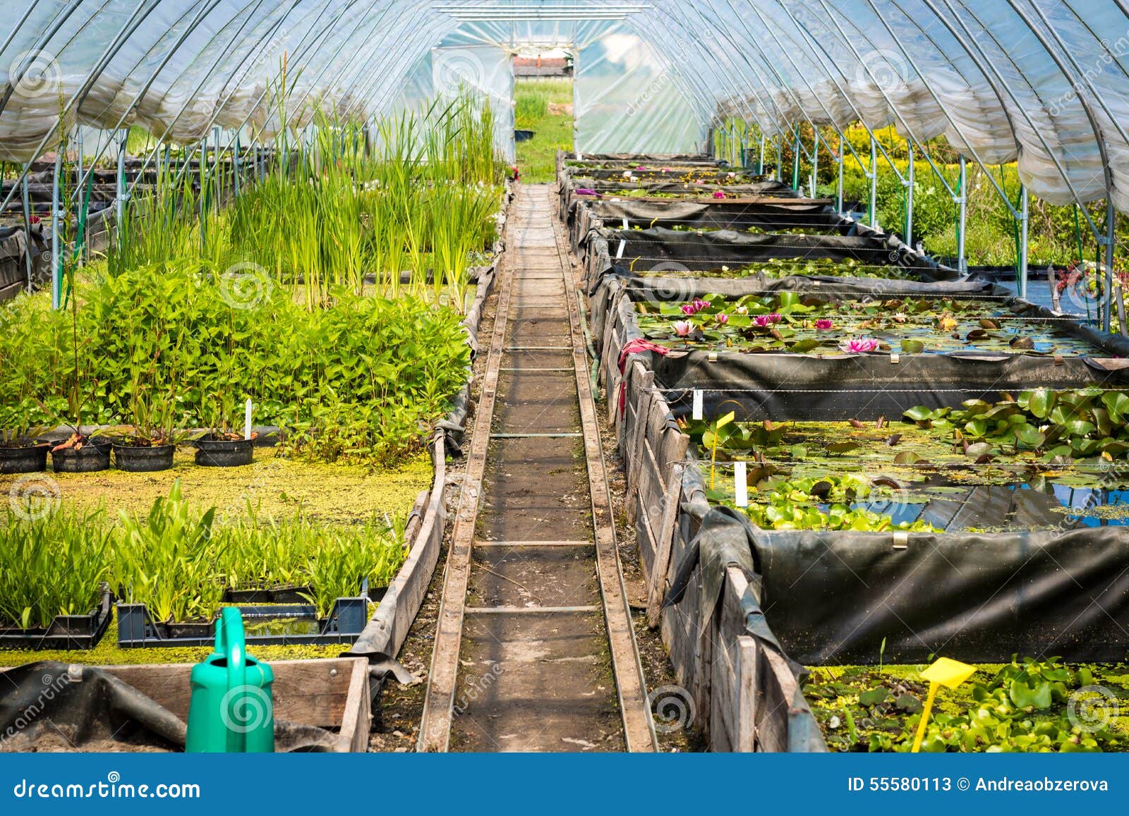 Large Greenhouse Plant Nursery Garden Centre Stock Image Image