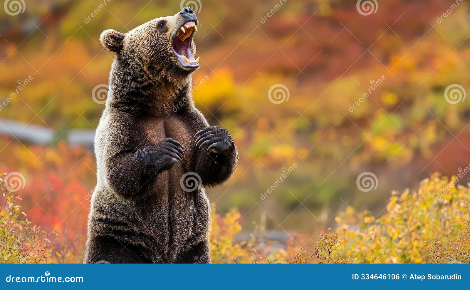 grizzly bear roaring in autumn foliage