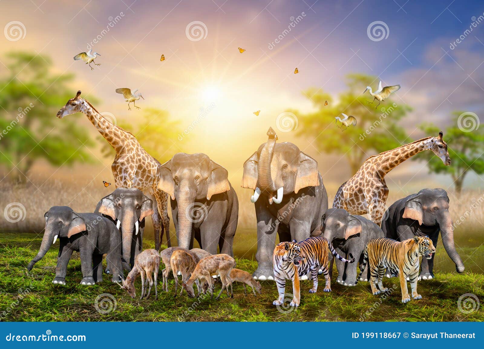 Large Group of African Safari Animals. Wildlife Conservation Concept Stock  Image - Image of conservation, grassland: 199118667