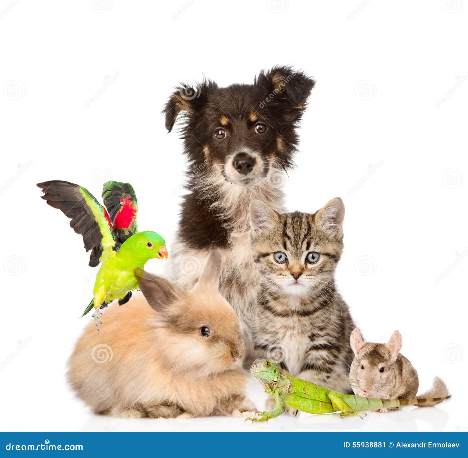 large group of animals.  on white background