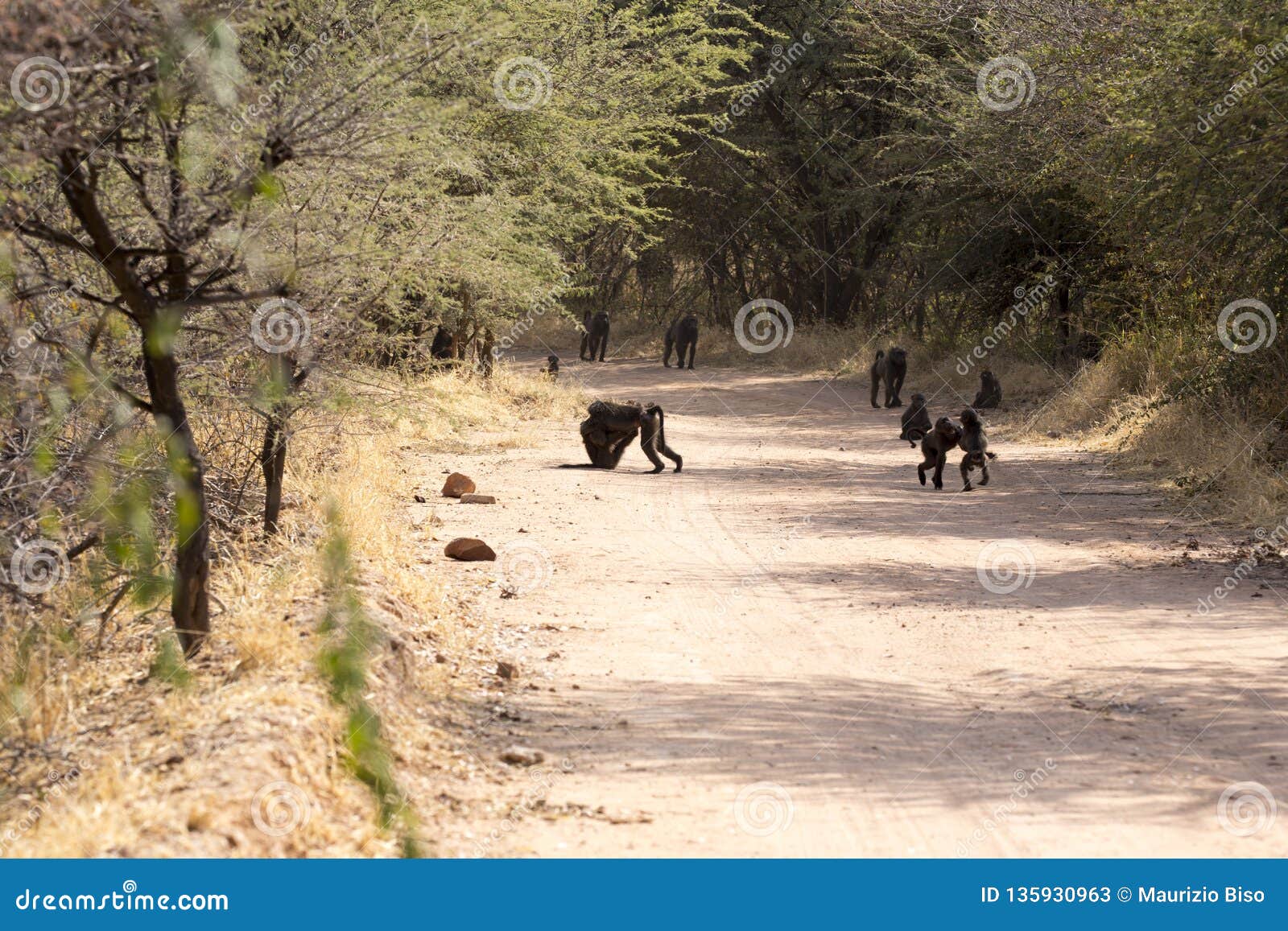 Large group of baboons stock image. Image of attraction ...