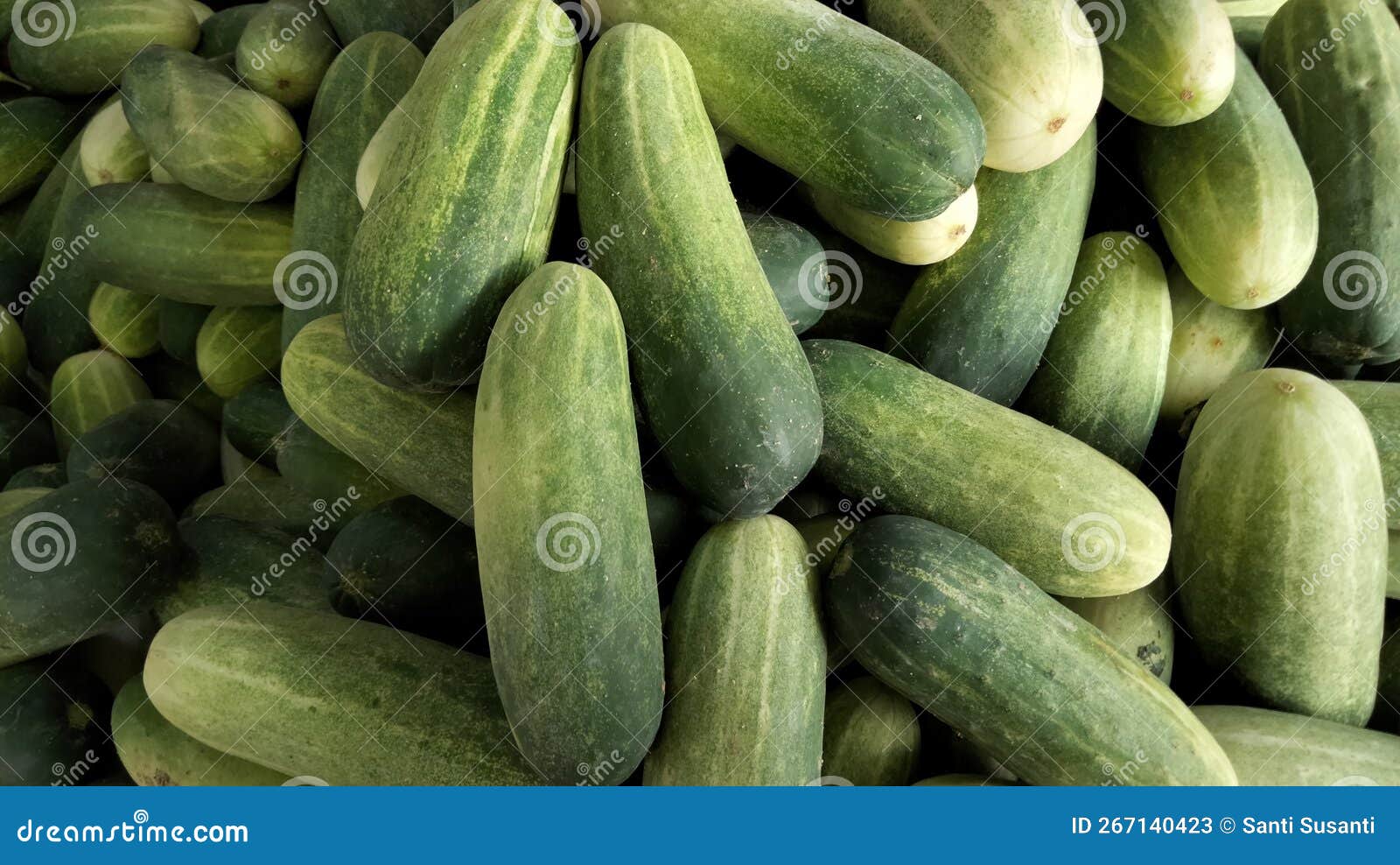 Large Group of Cucumber in the Market Stock Image Image of gourd